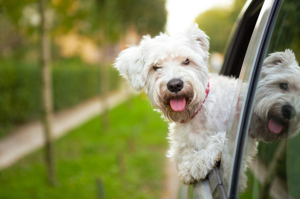 puppy looking out the car window - 写真・画像