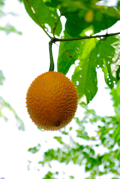 Żółty Gac owoce przeciwutleniacz - Zdjęcie, obraz