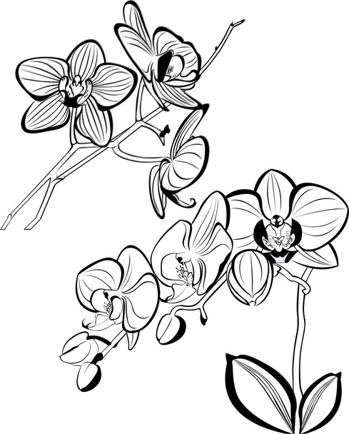 Orkide çiçekler anahat - Vektör, Görsel