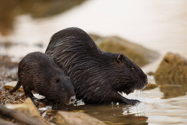 couple coypu on the shore just off the water - Photo, Image