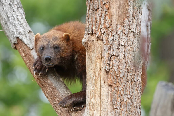 Wolverine πορτρέτο στην άγρια φύση  - Φωτογραφία, εικόνα