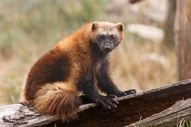 Wolverine portret w dzikiej przyrody  - Zdjęcie, obraz