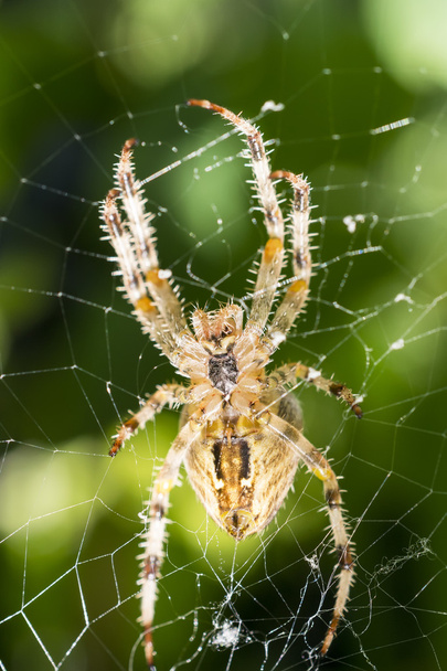 Araignée de jardin européenne
 - Photo, image