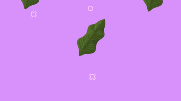 tropical leafs in lilac background ,4k video animated - Video