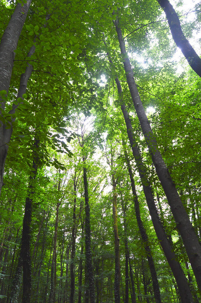 Cienkie i długie łodygi grabowca tekstury lasu składa się z gęstych drzew wiosną - Zdjęcie, obraz