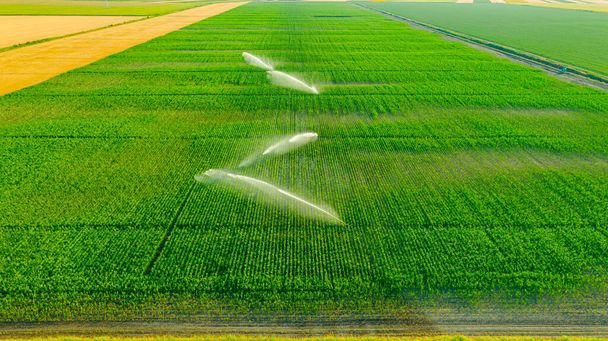 Aerial view of irrigation system, water jet rain guns sprinklers, on field with corn, helping grow, vegetation in dry season, increases crop yields. - Fotó, kép
