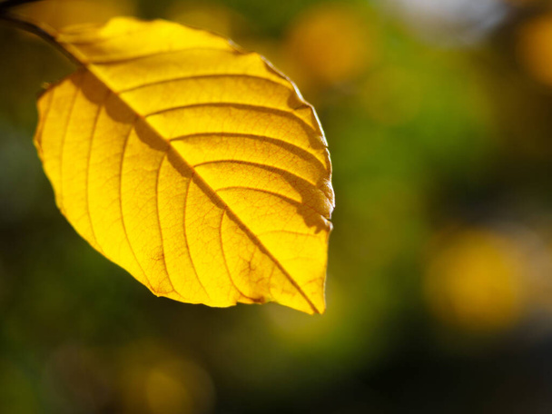Yellow beautiful autumn ash tree leaf with sunny backlit in a fall park. Golden autumn and bokeh background  - Foto, Bild