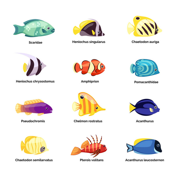 colored fishes. underwater wildlife with ocean river and sea exotic fishes. Vector pictures isolated - Vektor, obrázek