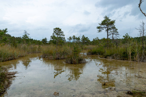 τοπίο με το θείο Pond, που είναι λάμα νερού που σχηματίζεται στην περιφέρεια ενός βάλτου βρύων, συμπληρώνονται και συντηρούνται από την εισροή νερού από πηγές υδρόθειου, βάλτος Raganu, Λετονία - Φωτογραφία, εικόνα