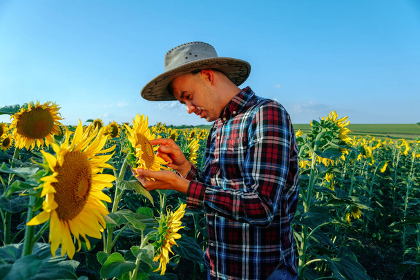 A young serious farmer in a hat checks the quality of crop of sunflowers. Agronomist man holds a sunflower in his hands. Male analyze the quality of the crop. Man and copy space - Zdjęcie, obraz