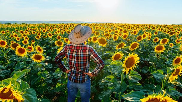 back view of young farmer in shirt and hat stands in a field with sunflowers. The man inspects his household. Worker keeps hands on hips in a sunny day. Male and copy space. Rear view of a man - Photo, image