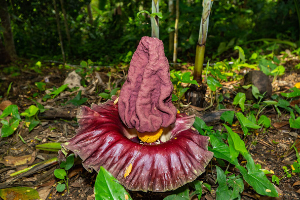A photo of Titan Arum flowers growing in the wild. - Foto, Imagem