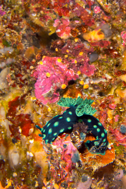 Sea Slug, Dorid Nudibranch, Crested Nembrotha, Nembrotha cristata, Coral Reef, Bunaken National Marine Park, Bunaken, North Sulawesi, Indonesia, Asia - Foto, immagini