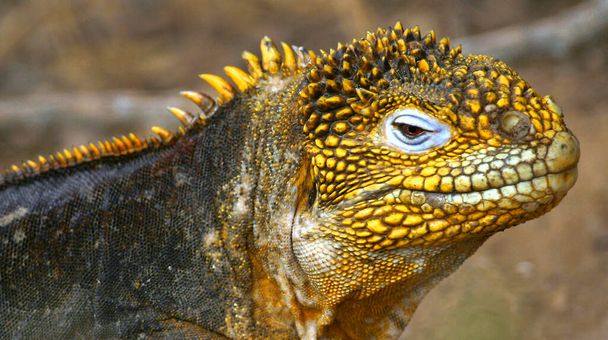 Galapagos Land Iguana, Conolophus subcristatus, Parco Nazionale delle Galapagos, Isole Galapagos, Patrimonio Mondiale dell'UNESCO, Ecuador, America - Foto, immagini
