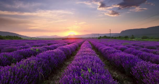 Blooming lavender flowers in agricultural field during beautiful sunset 4K video - Imágenes, Vídeo