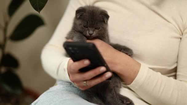 Nainen, jolla on skottilainen kissanpentu sohvalla puhelimella, jutteleminen älypuhelimella, tyypit viesti, lemmikkieläinten ja omistajien viestintä, ihmisten ja eläinten ystävyys. - Materiaali, video