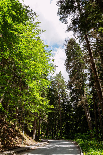 Idyllic forest view by the Rila mountain in Bulgaria - Zdjęcie, obraz