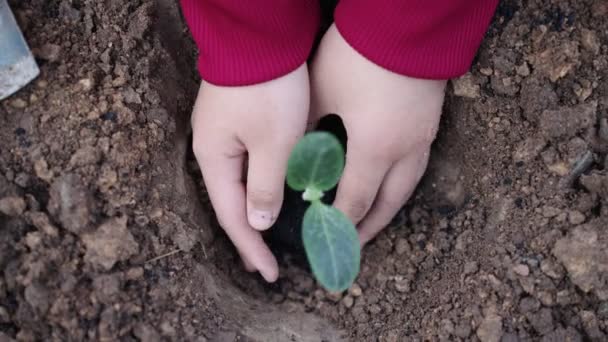 UHD 4k農業のスローモーション.農家の庭師は肥沃な土壌の植物で手を下げる。少女の手の近くには、土壌に植えるための新しい苗を運んでいた。地球温暖化は - 映像、動画