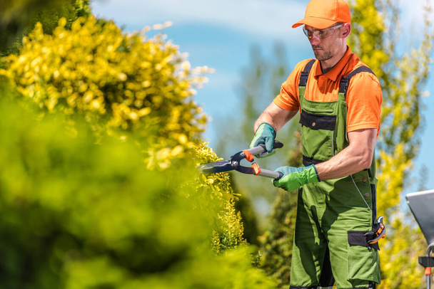 Caucasian Male Gardener at His 40s Taking Care of Appearance of Decorative Plant Using Garden Scissors Tool. Seasonal Work. Garden Landscaping and Maintenance Theme. - Photo, Image