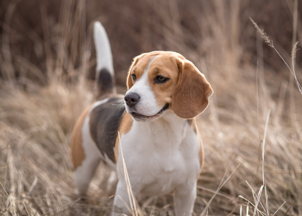 Beagle cane in natura
 - Foto, immagini