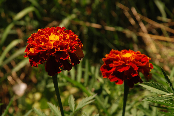 Marigolds (Tagetes), marigolds - a genus of annual herbaceous plants of the aster family - Photo, image