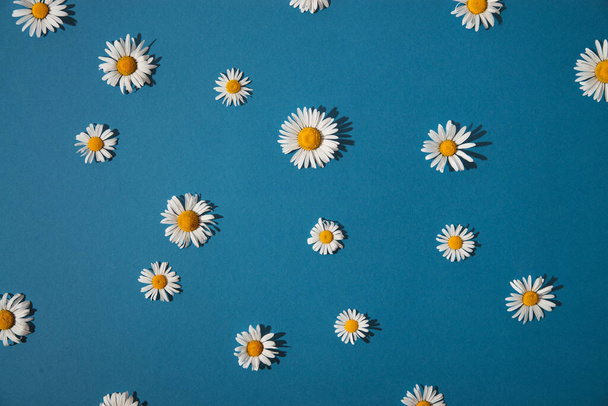 summer daisies on a blue background. summer concept - Zdjęcie, obraz