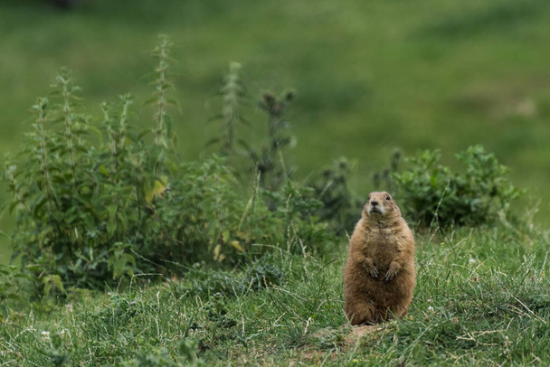 einzelner kleiner lieber Präriehund sitzt auf einer grünen Wiese im Zoo - Foto, Bild