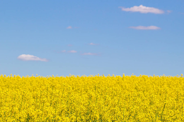 Field of colza rapeseed yellow flowers and blue sky, Ukrainian flag colors, Ukraine agriculture illustration. Cultivated agricultural yellow rapeseed field with a deep blue sky. - Fotó, kép