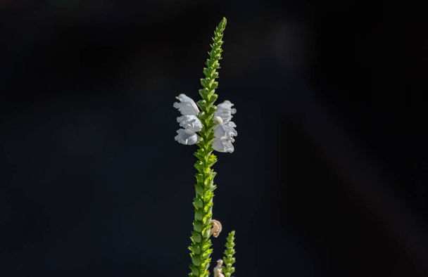 Blooming Physostegia virginiana flowers in the sun - Foto, immagini