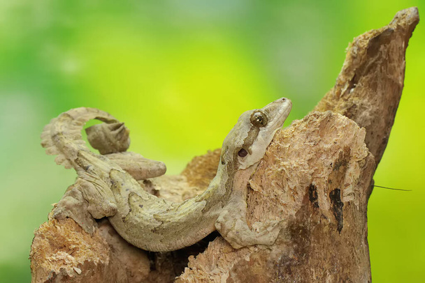 A Kuhl's flying gecko basking on dry wood. This reptile has the scientific name Ptychozoon kuhli.  - Photo, Image