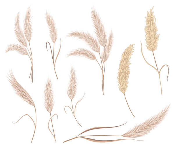 Pampas grass branches collection. Dry feathery head plumes, used in flower arrangements, interior decoration, fabric print, wallpaper, wedding card. Golden ornament element in boho style. - Vector, imagen