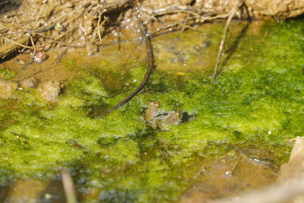 βάτραχος στο νερό - Φωτογραφία, εικόνα