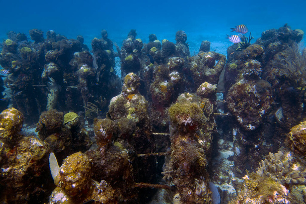 MUSA - Het Museum van Onderwater Kunst in Isla Mujeres bij Cancun in Mexico - Foto, afbeelding