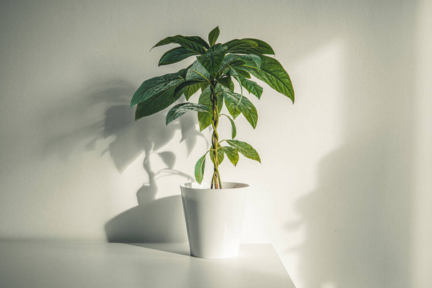 Avokado ağacı, beyaz bir tencerede, beyaz bir masada, doğal ışık altında.  - Fotoğraf, Görsel