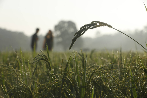 Τομείς του ρυζιού στην Ινδία Κεράλα - Φωτογραφία, εικόνα