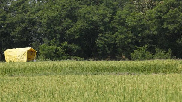 ケララ州インドの田んぼ - 写真・画像