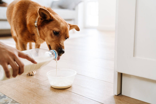 Woman pouring milk while feeding her ginger dog in kitchen at home - Foto, immagini