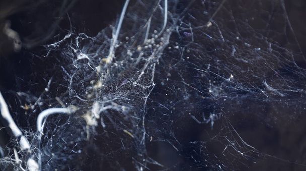 Εντόμων κρέμονται στο Web Spider - Φωτογραφία, εικόνα