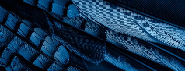 modré a černé jayové peří. pozadí nebo textura - Fotografie, Obrázek