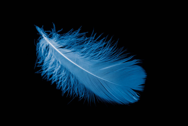 blue goose feather on black background - Foto, Imagem