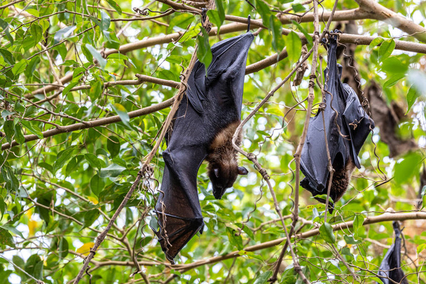 Morcego de frutas de cor palha - Eidolon helvum, belo pequeno mamífero de florestas e florestas africanas, Bwindi, Uganda. - Foto, Imagem