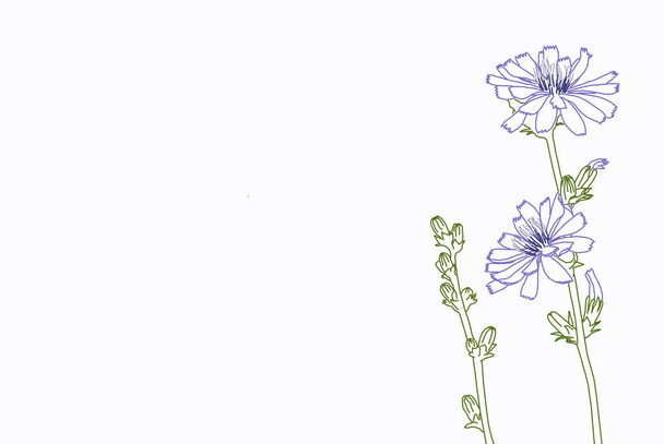 Blue dandelion, Chicory flowers drawing with line-art on white backgrounds. - Zdjęcie, obraz