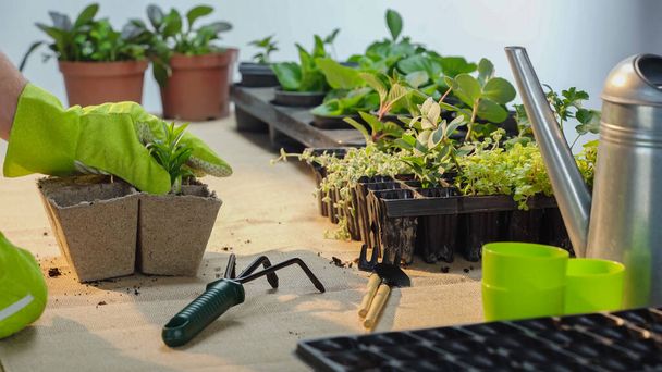 Cropped view of gardener in glove transplanting plant near tools on table  - Fotó, kép