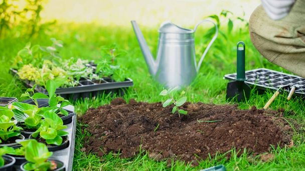 Cropped view of plant in soil near shovel and gardener in garden  - 写真・画像