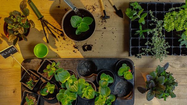 Top view of gardening tools near plants and soil on table  - Foto, Imagen