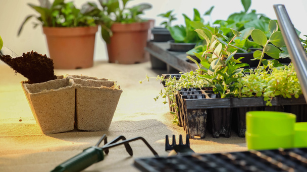 Green plants near gardening tools on table at home  - Фото, изображение