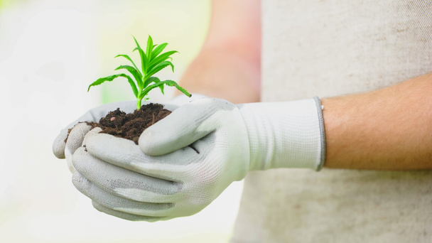 Cropped view of gardener in gloves holding plant in soil   - Photo, Image