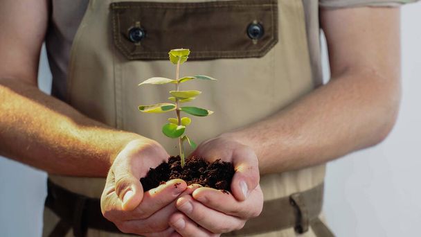Cropped view of blurred gardener in overalls holding plant in soil on grey background - Foto, immagini
