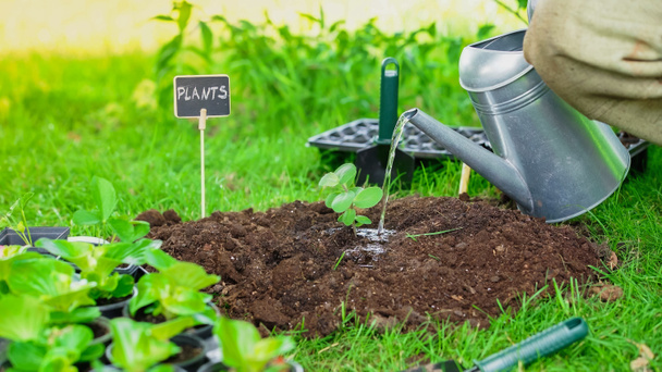 Cropped view of gardener watering plant in soil near board with lettering and grass in garden  - Photo, image