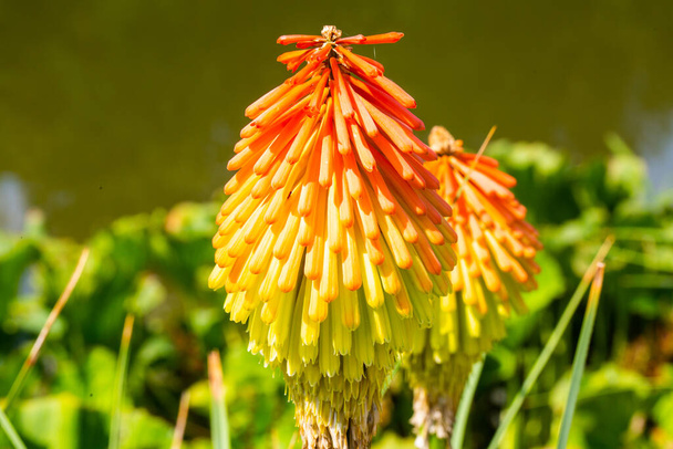 kniphofia in the botanical garden - Photo, Image